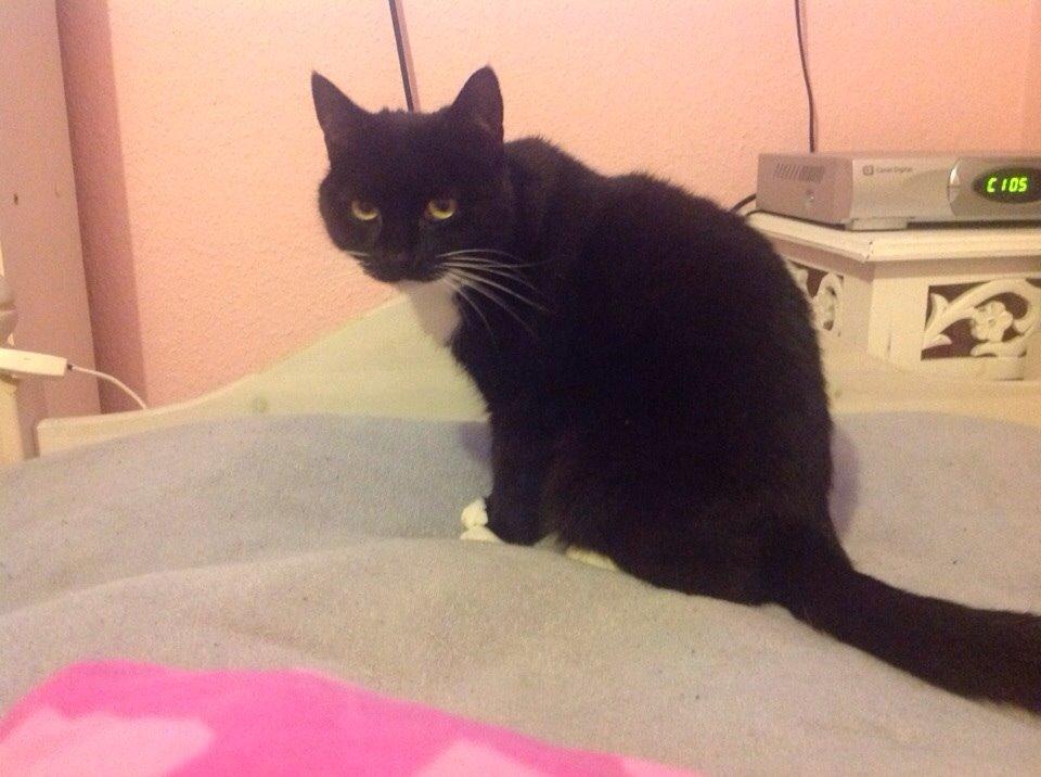 Huskat Speedy billede 8