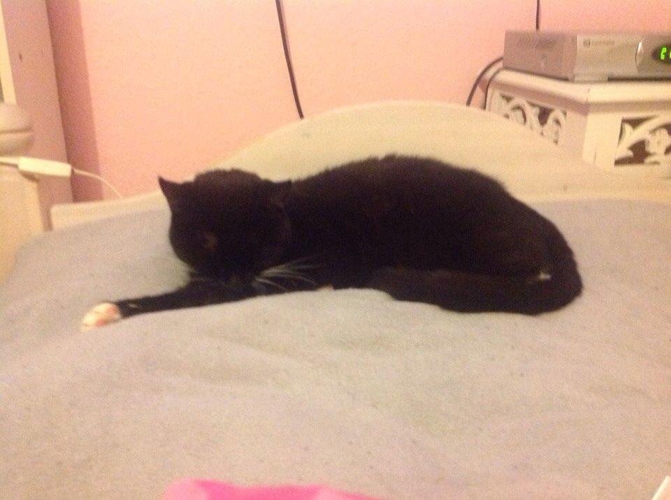 Huskat Speedy billede 10