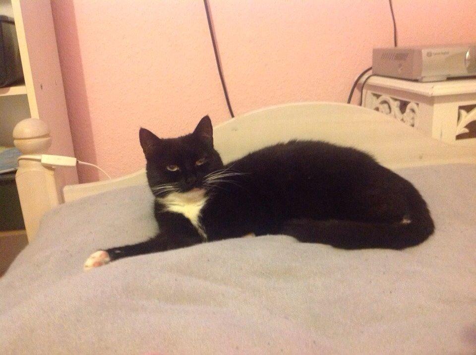 Huskat Speedy billede 11