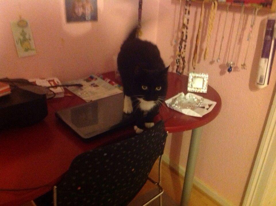 Huskat Speedy billede 12