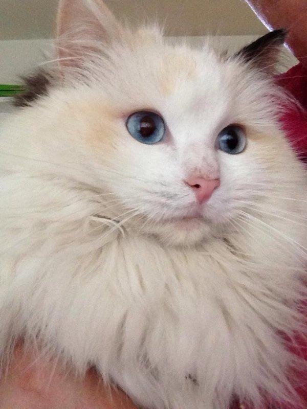 Ragdoll Fersken billede 1