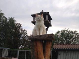 Ragdoll Fersken billede 2