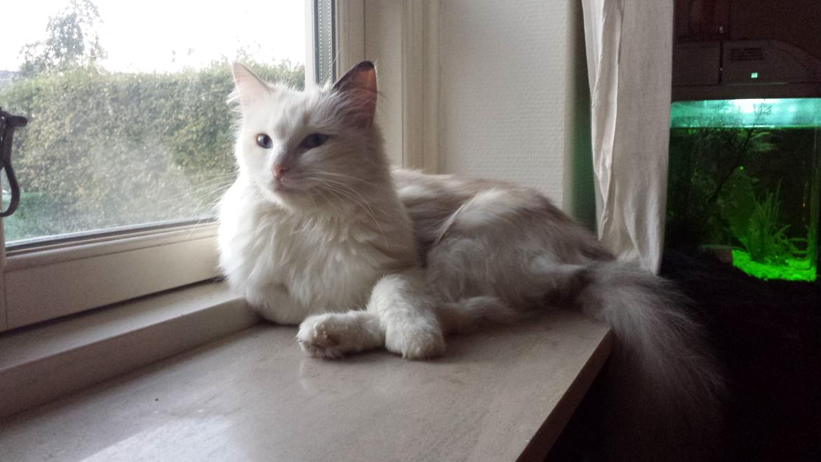 Ragdoll Fersken billede 3