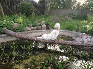 Ragdoll Fersken billede 4