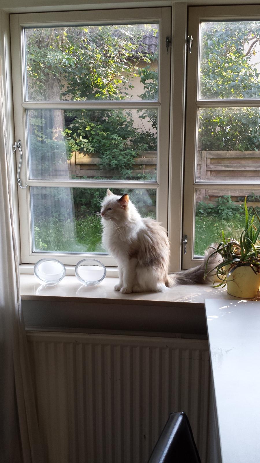 Ragdoll Fersken billede 5