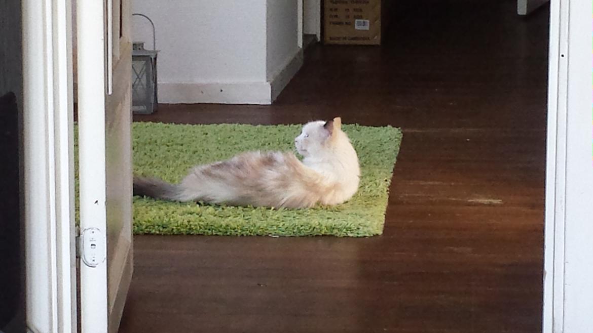 Ragdoll Fersken billede 6