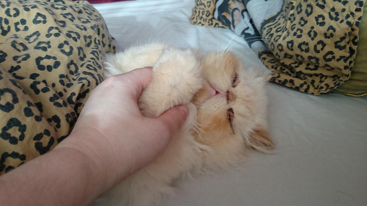 Perser Himmelkat Alexandra Von der Pudderkvast  billede 12