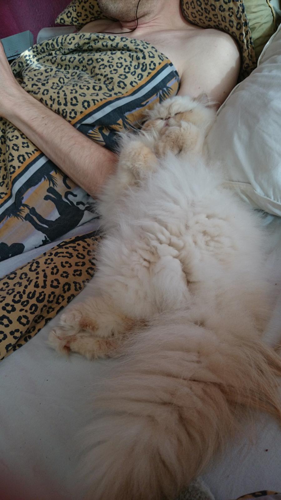 Perser Himmelkat Alexandra Von der Pudderkvast  billede 11