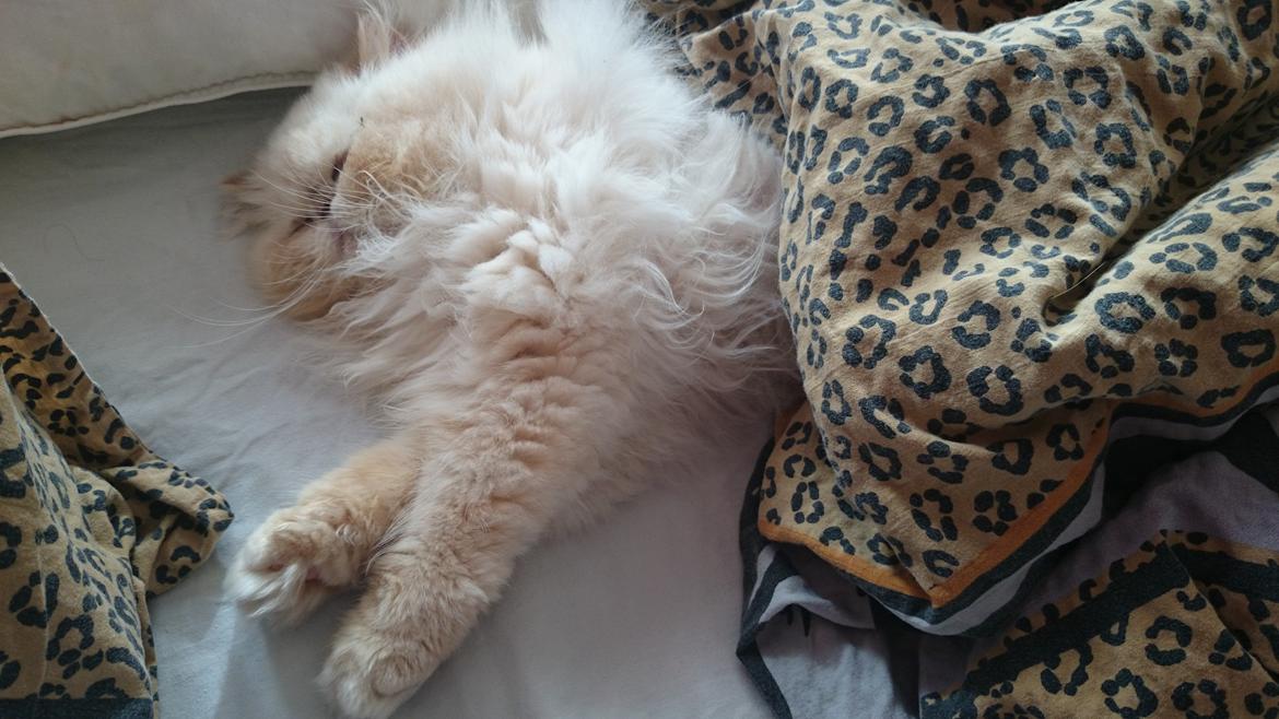 Perser Himmelkat Alexandra Von der Pudderkvast  billede 15