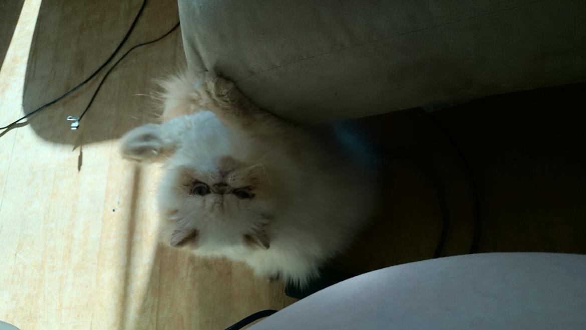 Perser Himmelkat Alexandra Von der Pudderkvast  billede 16