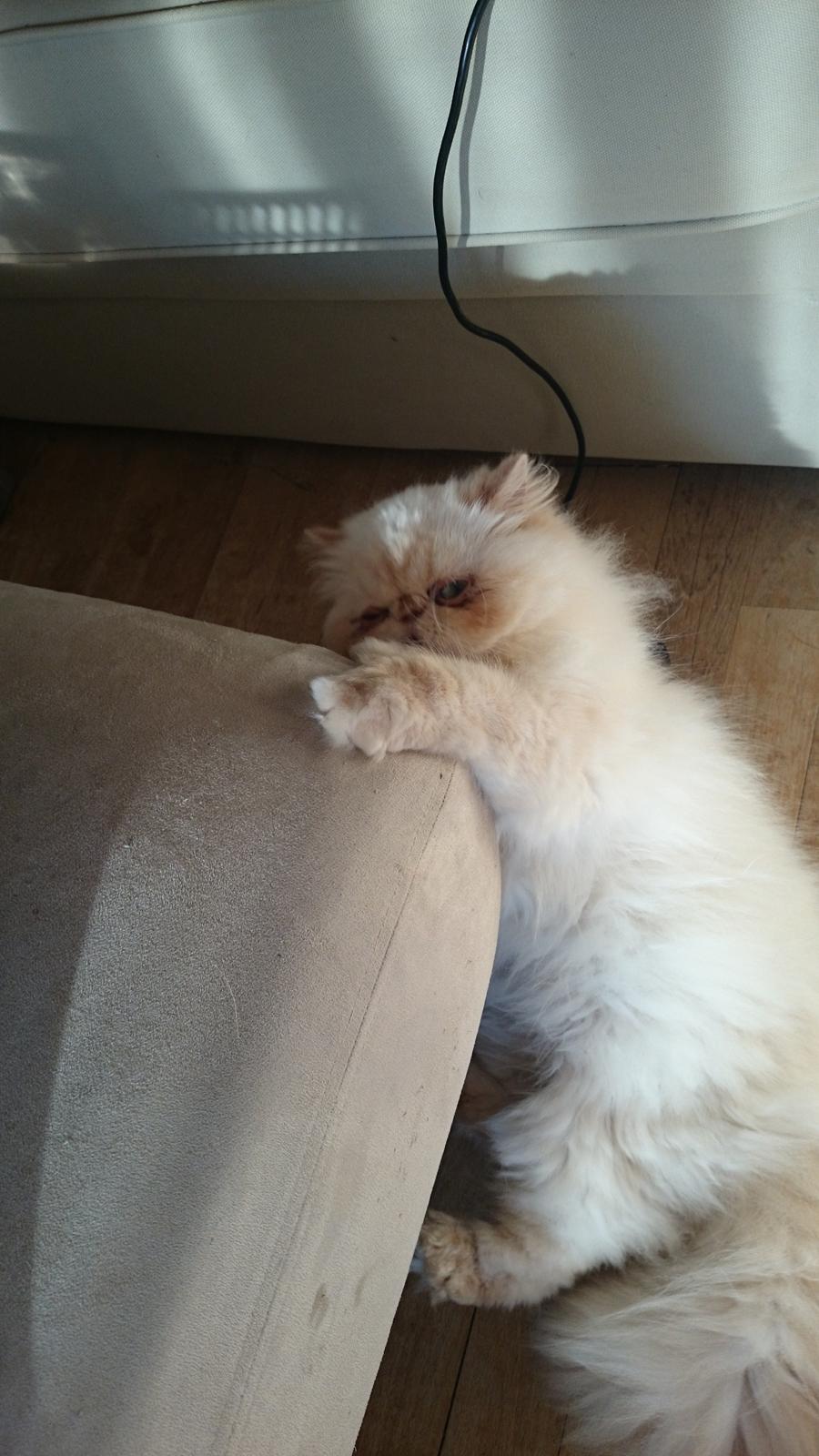 Perser Himmelkat Alexandra Von der Pudderkvast  billede 17