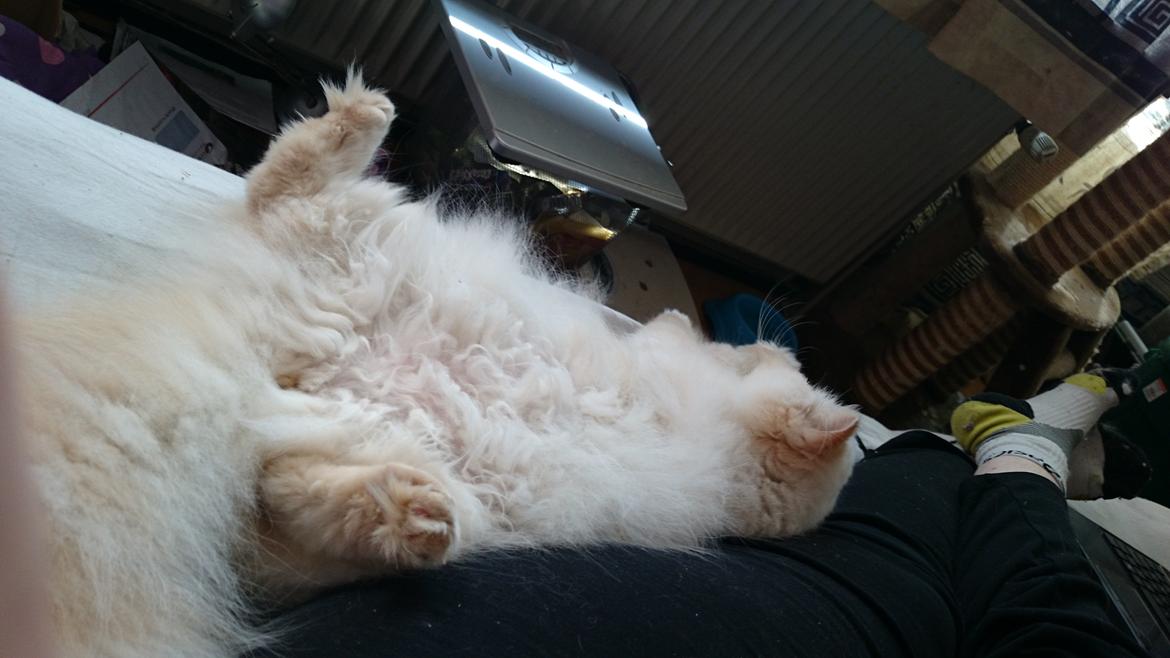 Perser Himmelkat Alexandra Von der Pudderkvast  billede 18