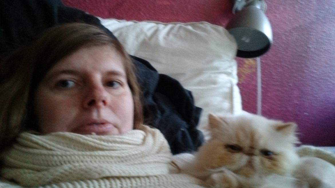 Perser Himmelkat Alexandra Von der Pudderkvast  billede 19