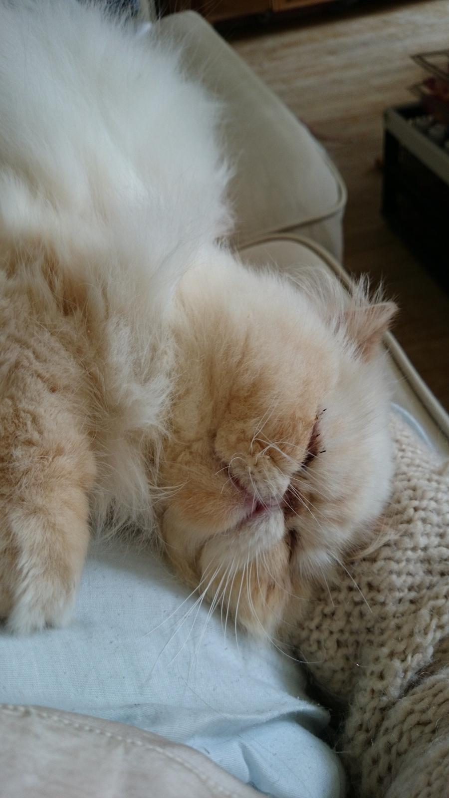 Perser Himmelkat Alexandra Von der Pudderkvast  billede 20