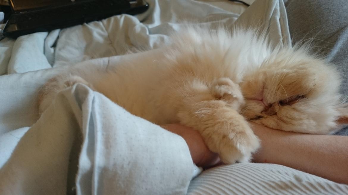 Perser Himmelkat Alexandra Von der Pudderkvast  billede 21