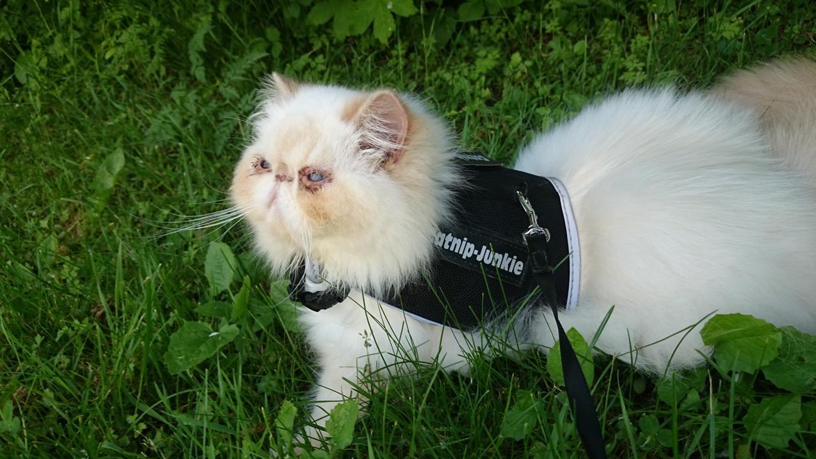 Perser Himmelkat Alexandra Von der Pudderkvast  billede 22