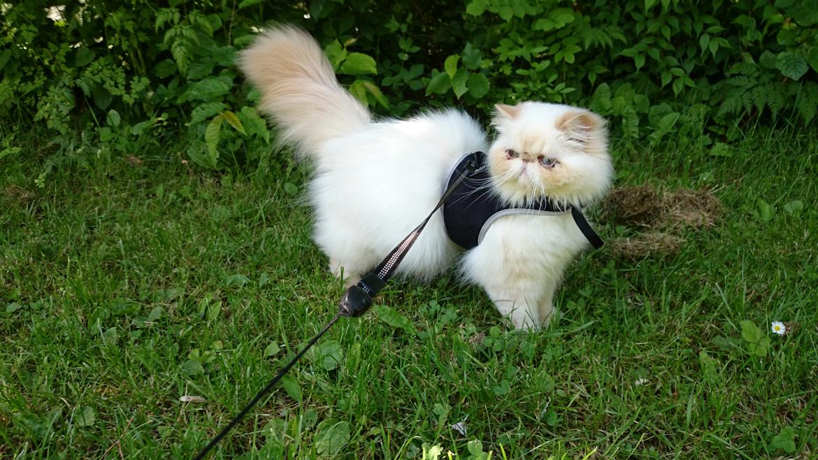 Perser Himmelkat Alexandra Von der Pudderkvast  billede 23