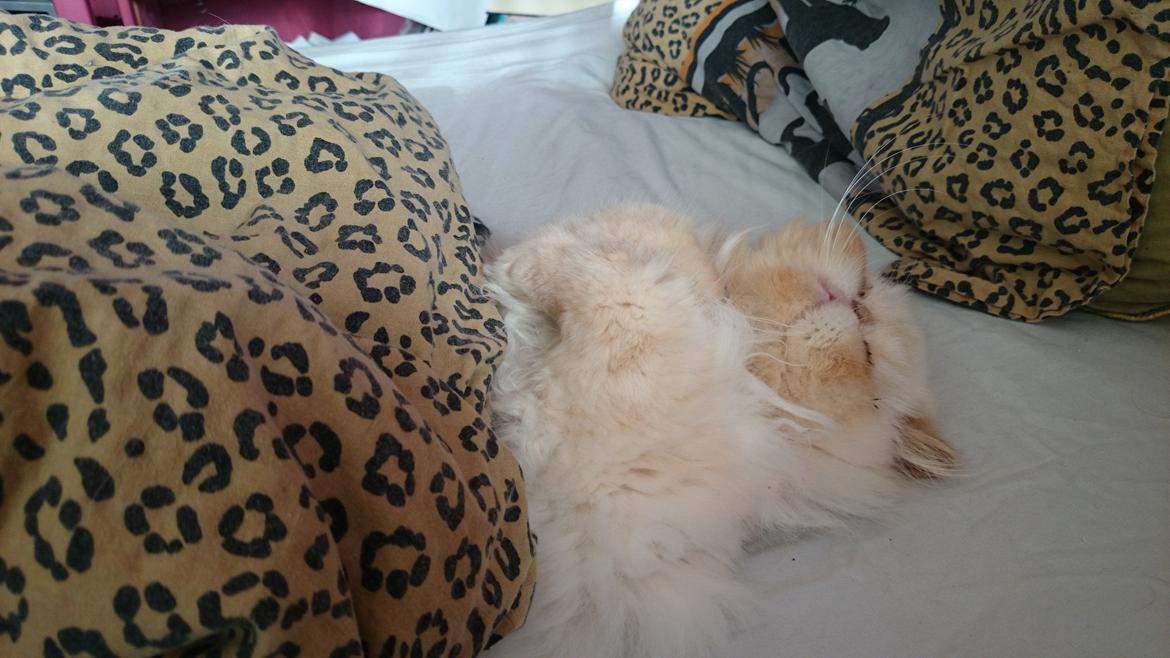 Perser Himmelkat Alexandra Von der Pudderkvast  billede 13