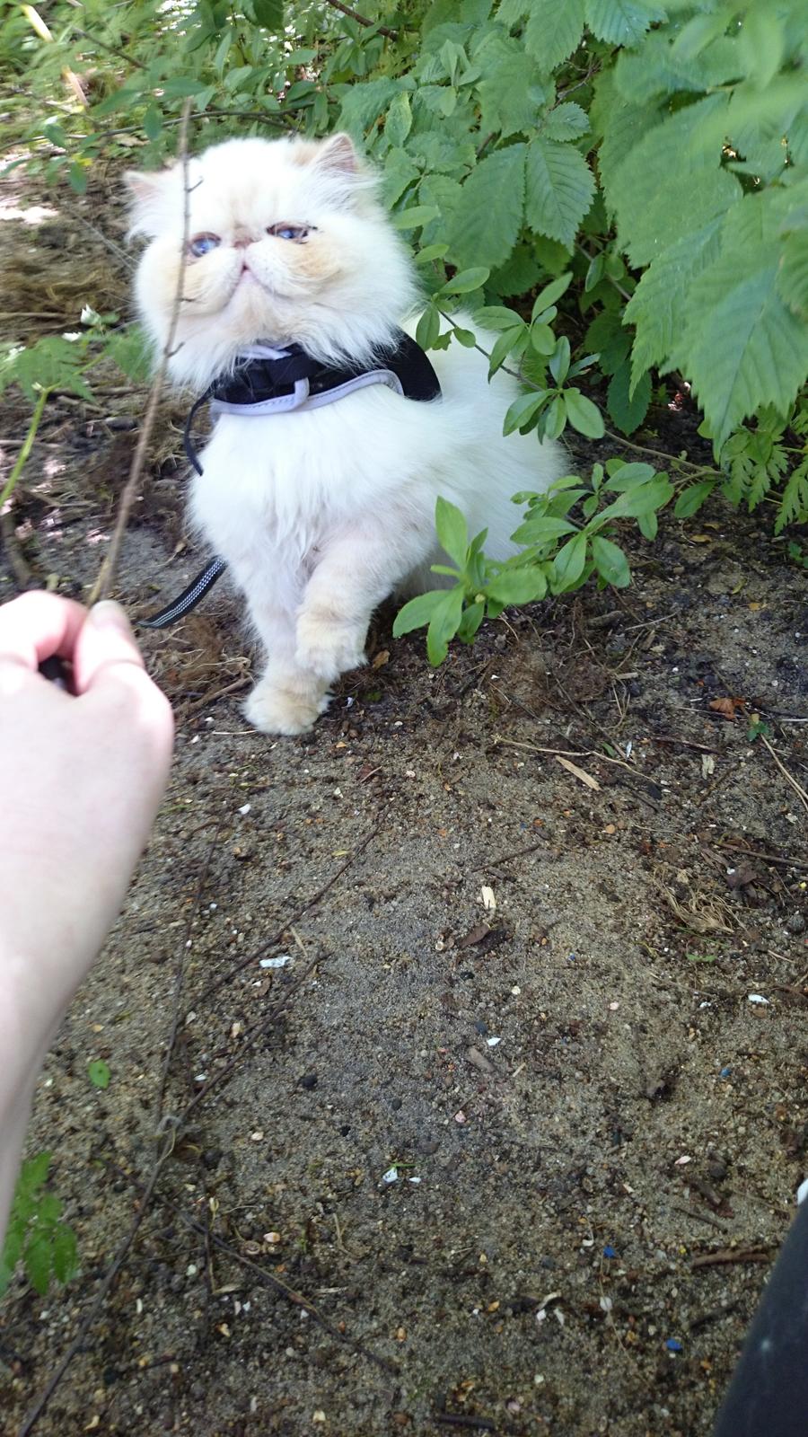 Perser Himmelkat Alexandra Von der Pudderkvast  billede 24