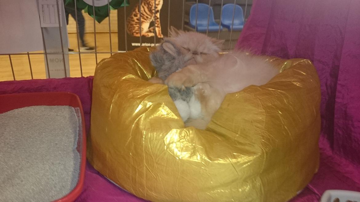 Perser Himmelkat Alexandra Von der Pudderkvast  billede 1