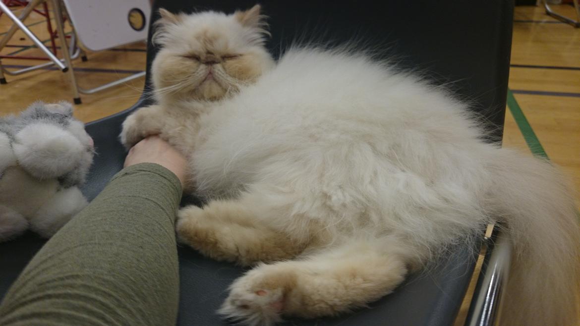 Perser Himmelkat Alexandra Von der Pudderkvast  billede 29