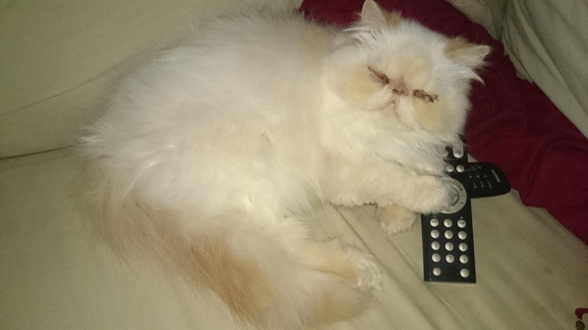 Perser Himmelkat Alexandra Von der Pudderkvast  billede 36