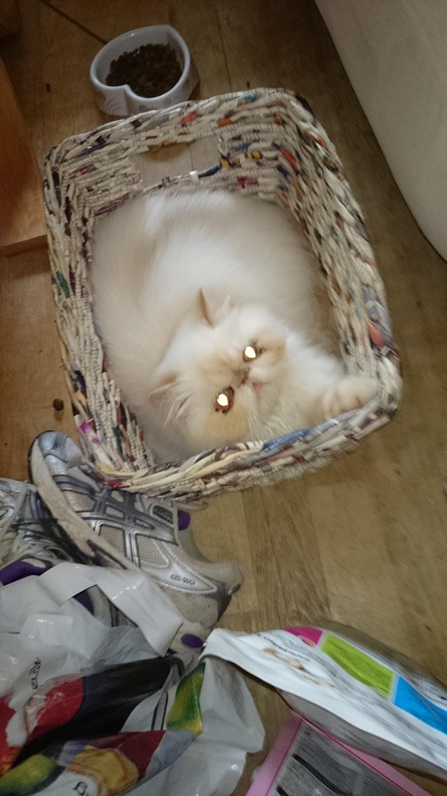 Perser Himmelkat Alexandra Von der Pudderkvast  billede 26