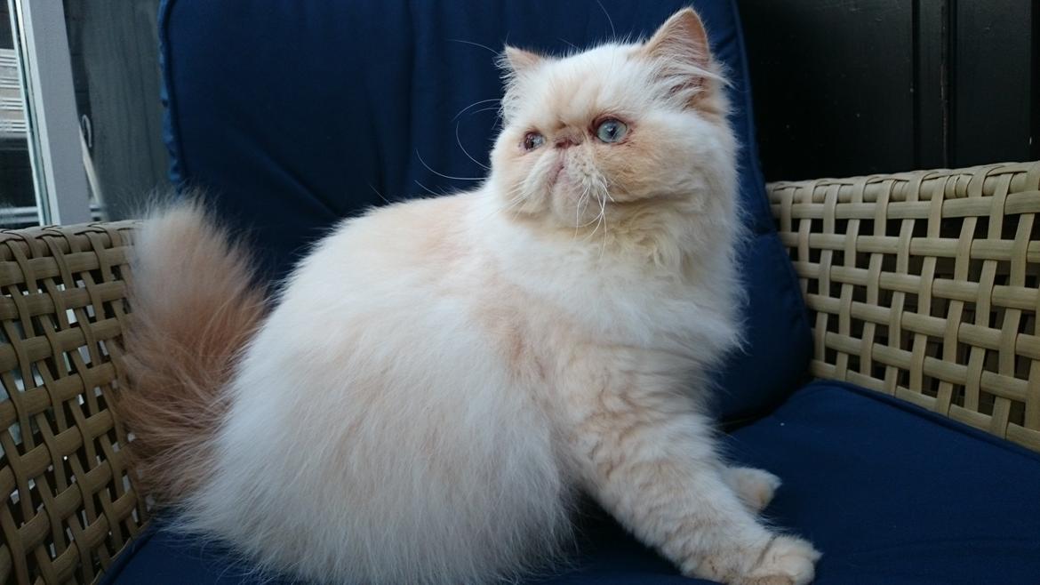 Perser Himmelkat Alexandra Von der Pudderkvast  billede 42