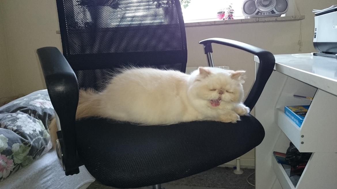 Perser Himmelkat Alexandra Von der Pudderkvast  billede 41