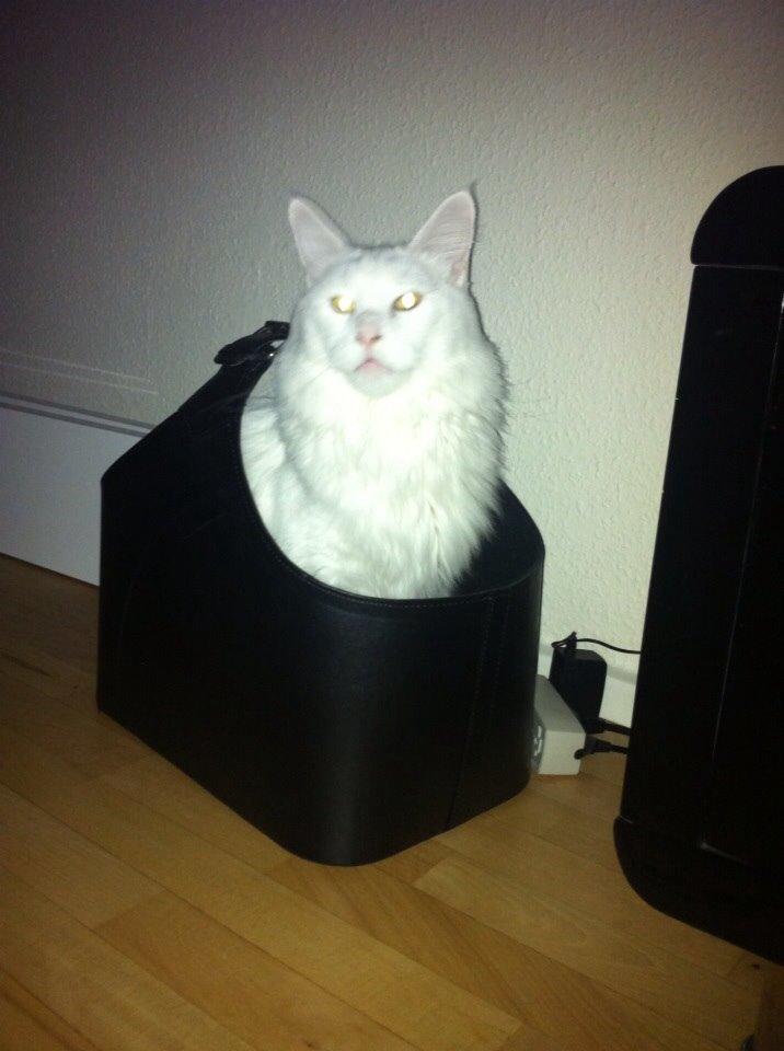 Maine Coon Zorro Ice billede 2