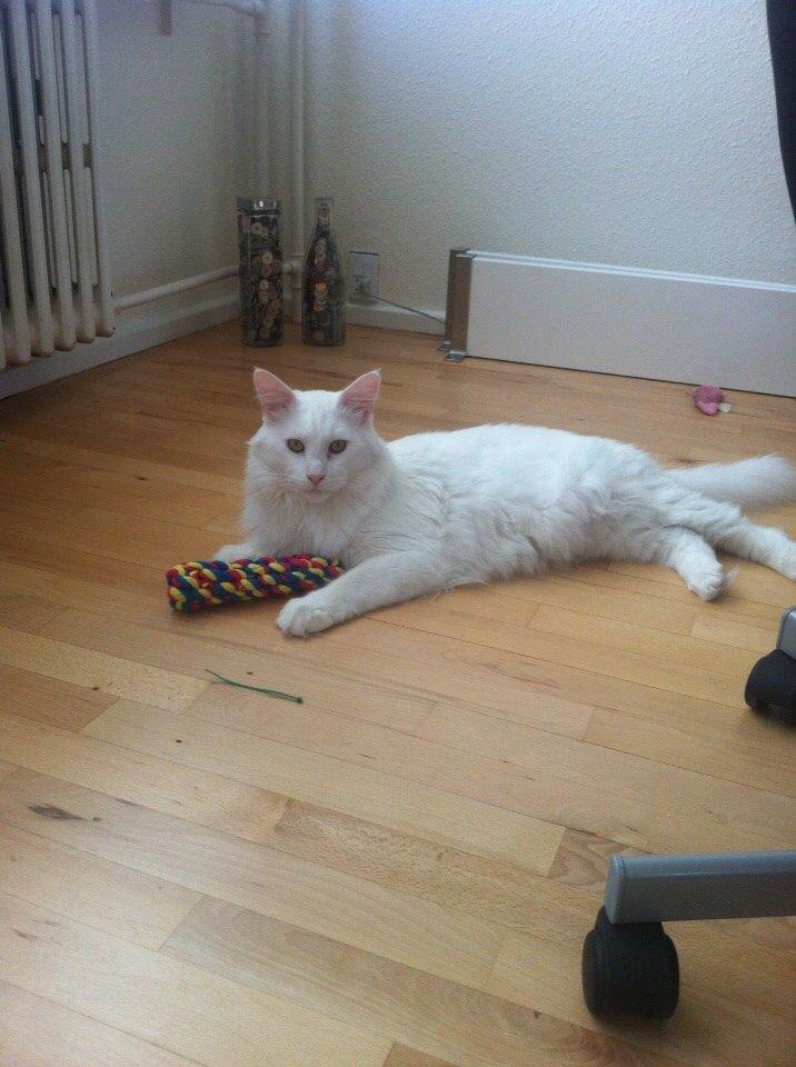 Maine Coon Zorro Ice billede 1