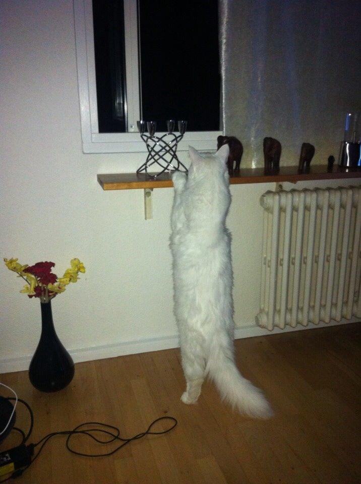 Maine Coon Zorro Ice billede 3