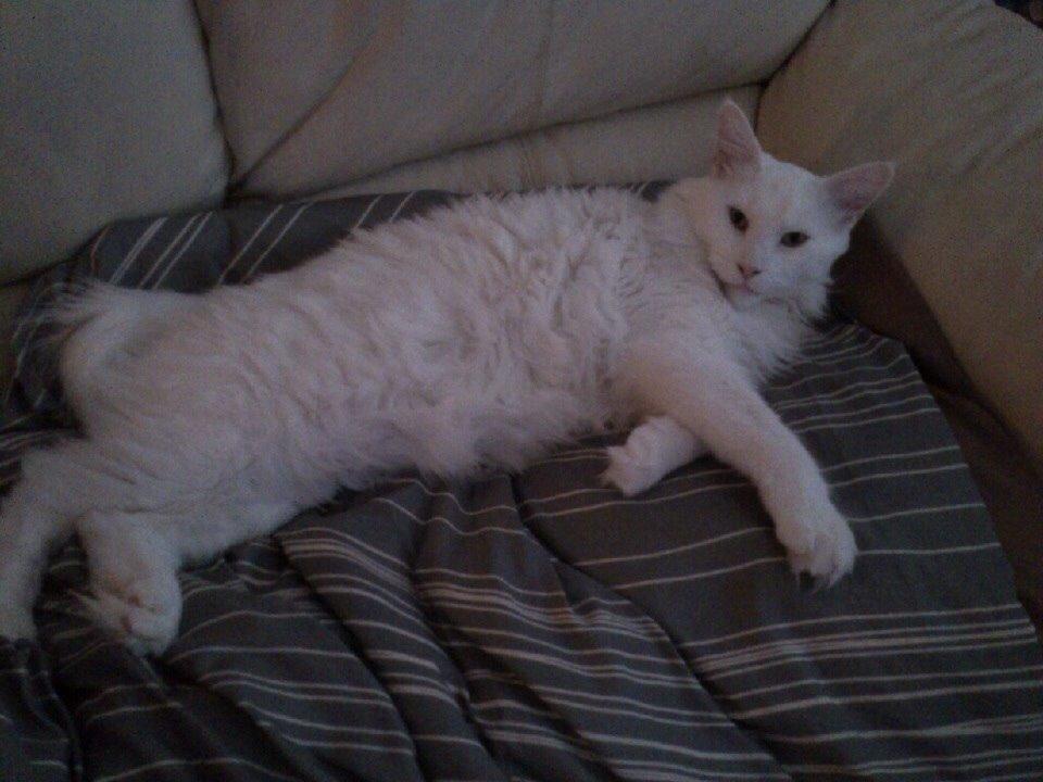 Maine Coon Zorro Ice billede 4