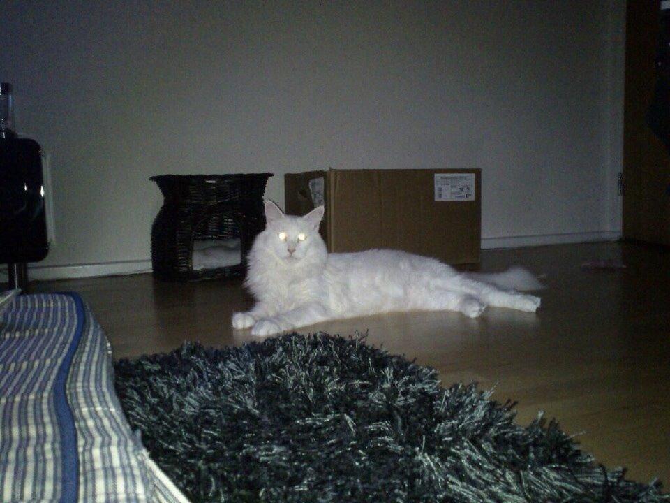 Maine Coon Zorro Ice billede 5