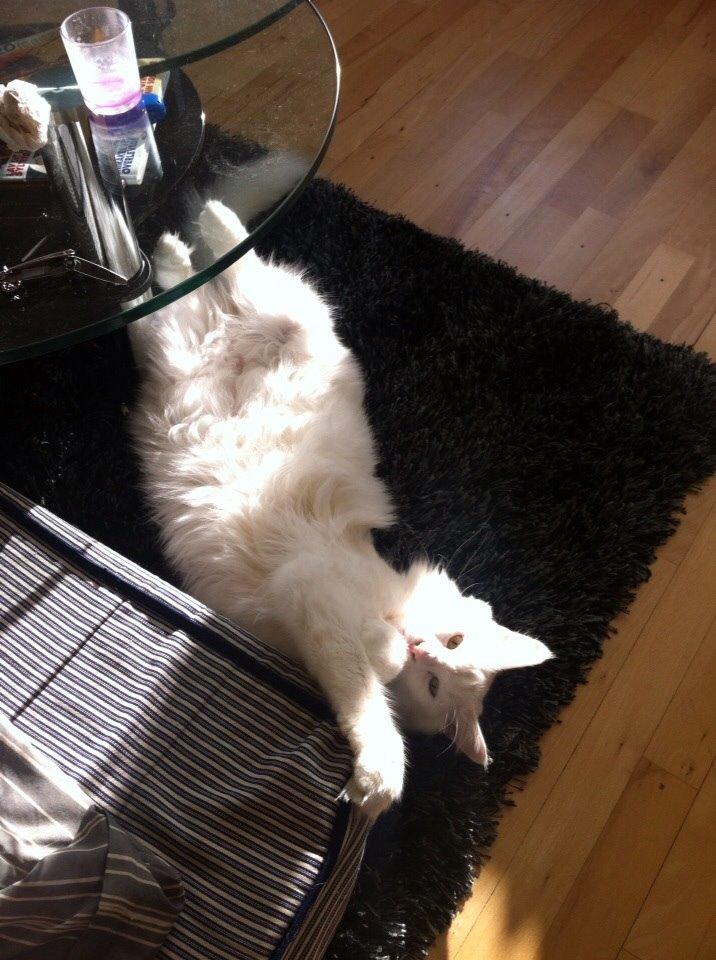 Maine Coon Zorro Ice billede 6