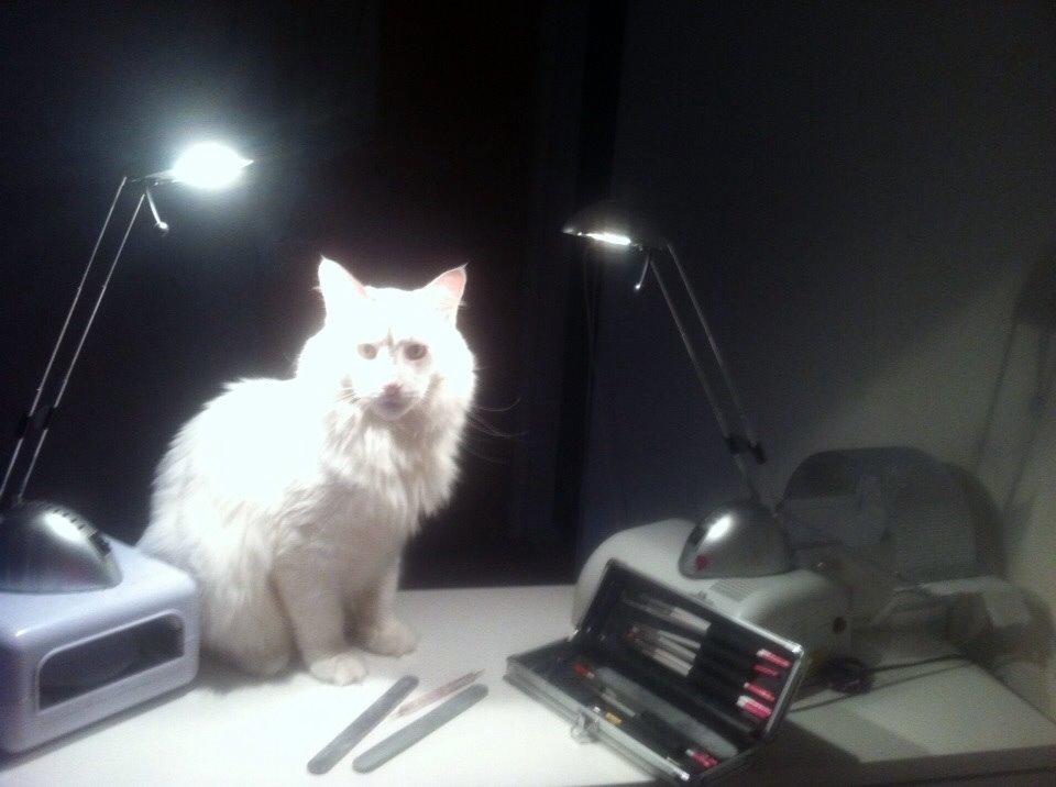 Maine Coon Zorro Ice billede 7