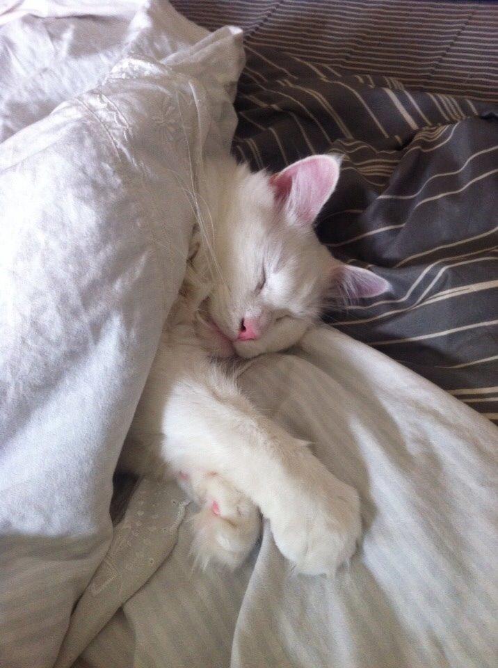 Maine Coon Zorro Ice billede 8