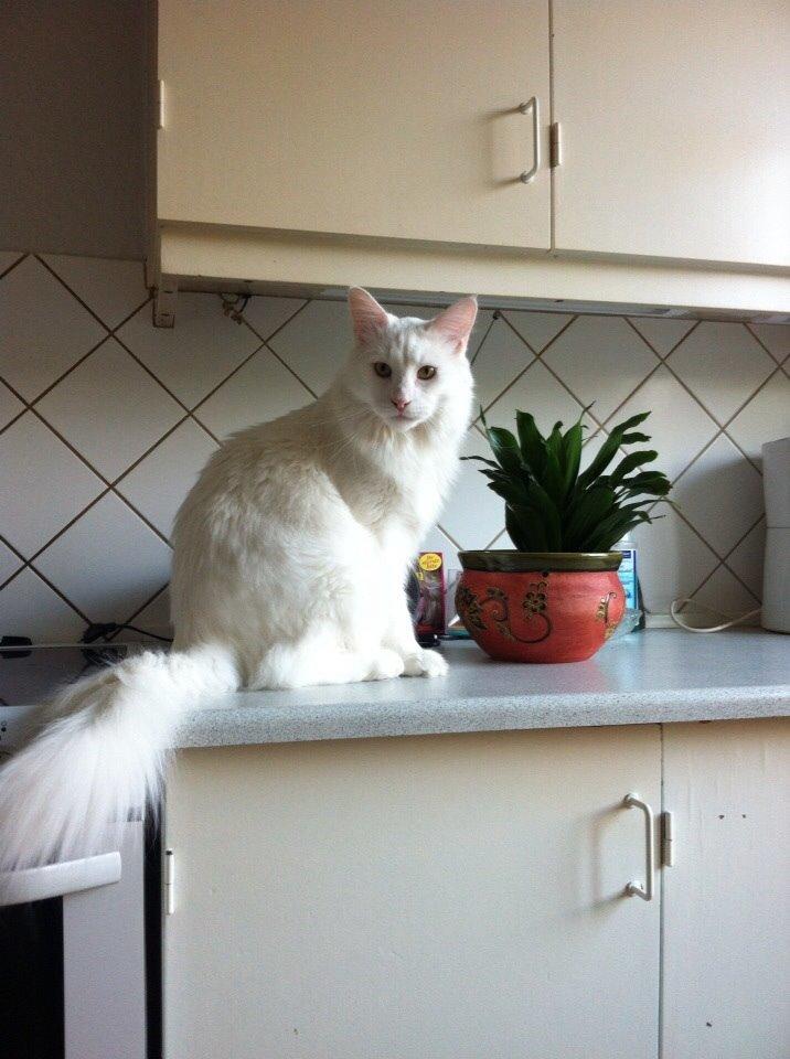 Maine Coon Zorro Ice billede 9