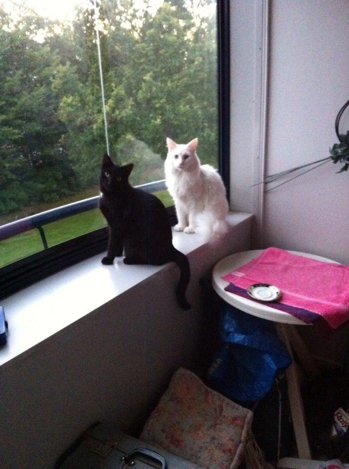 Maine Coon Zorro Ice billede 10