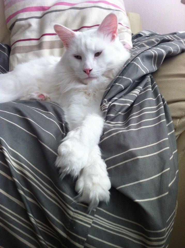 Maine Coon Zorro Ice billede 11