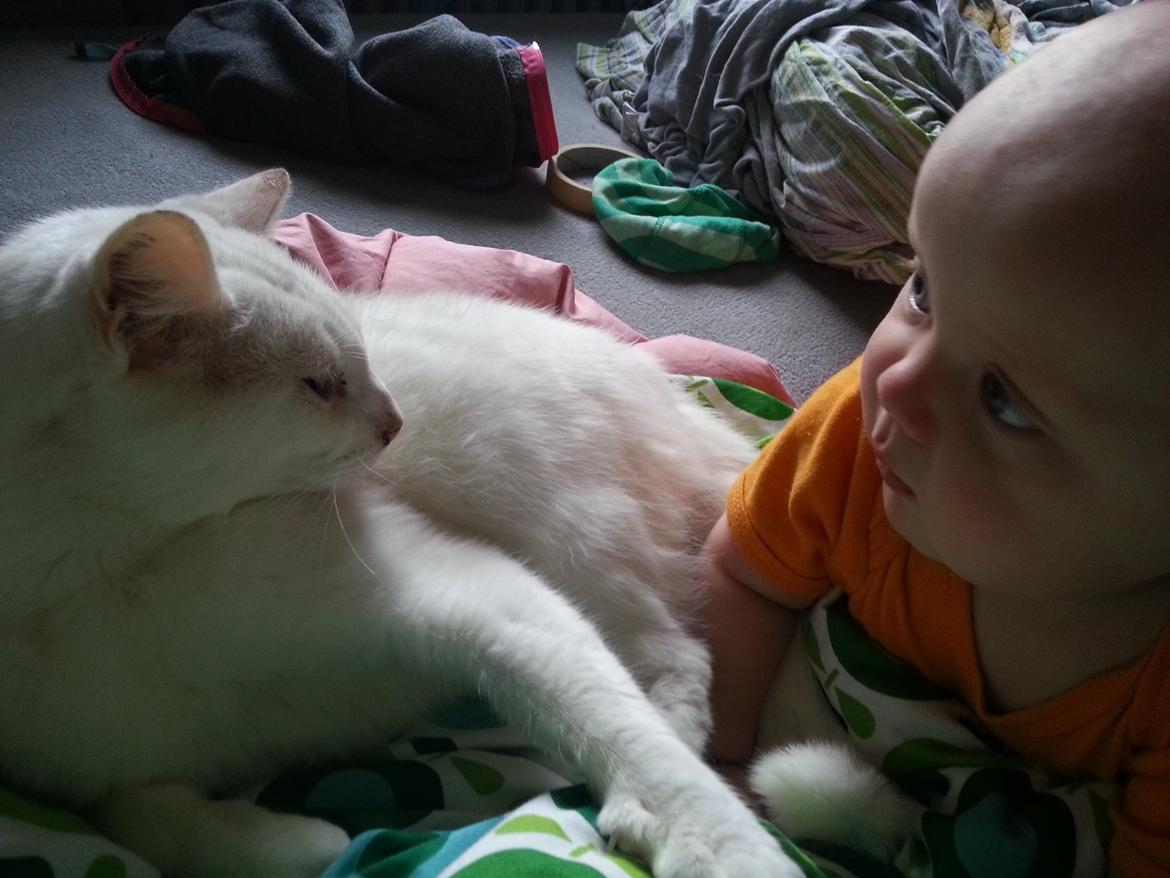 Huskat Milo billede 16