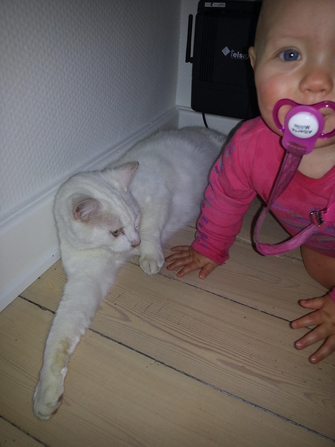 Huskat Milo billede 17