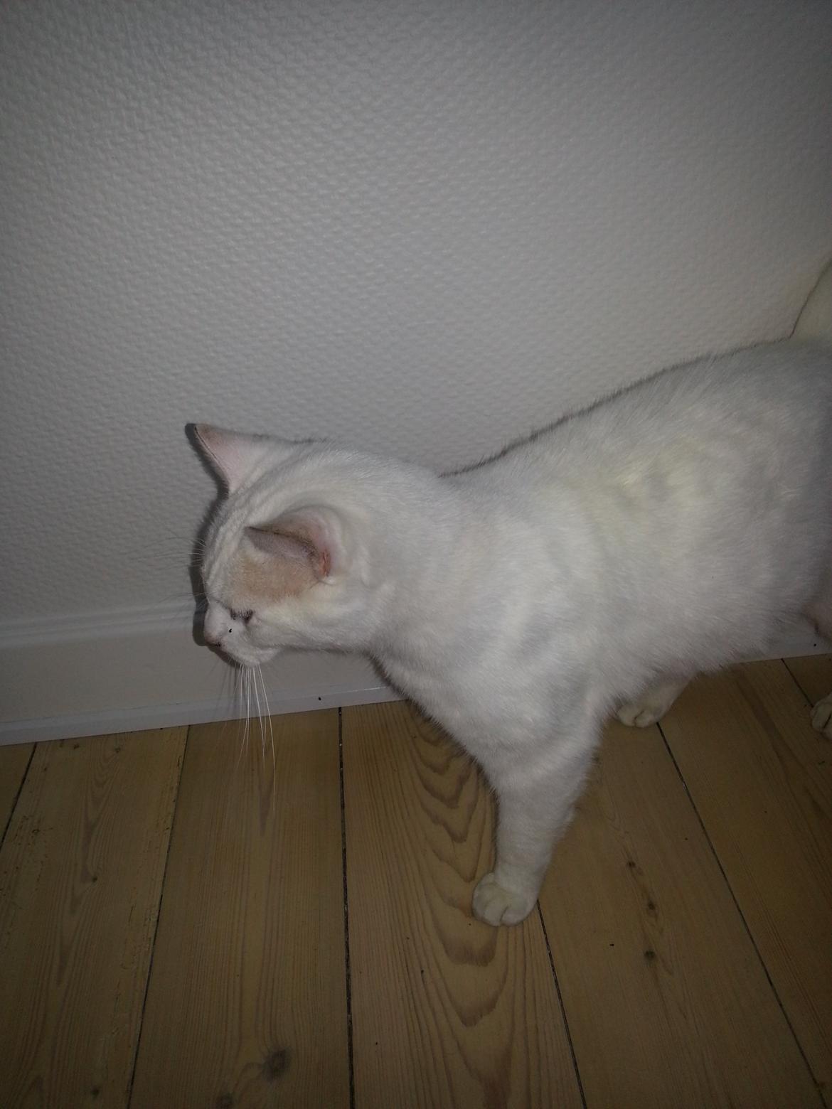 Huskat Milo billede 19