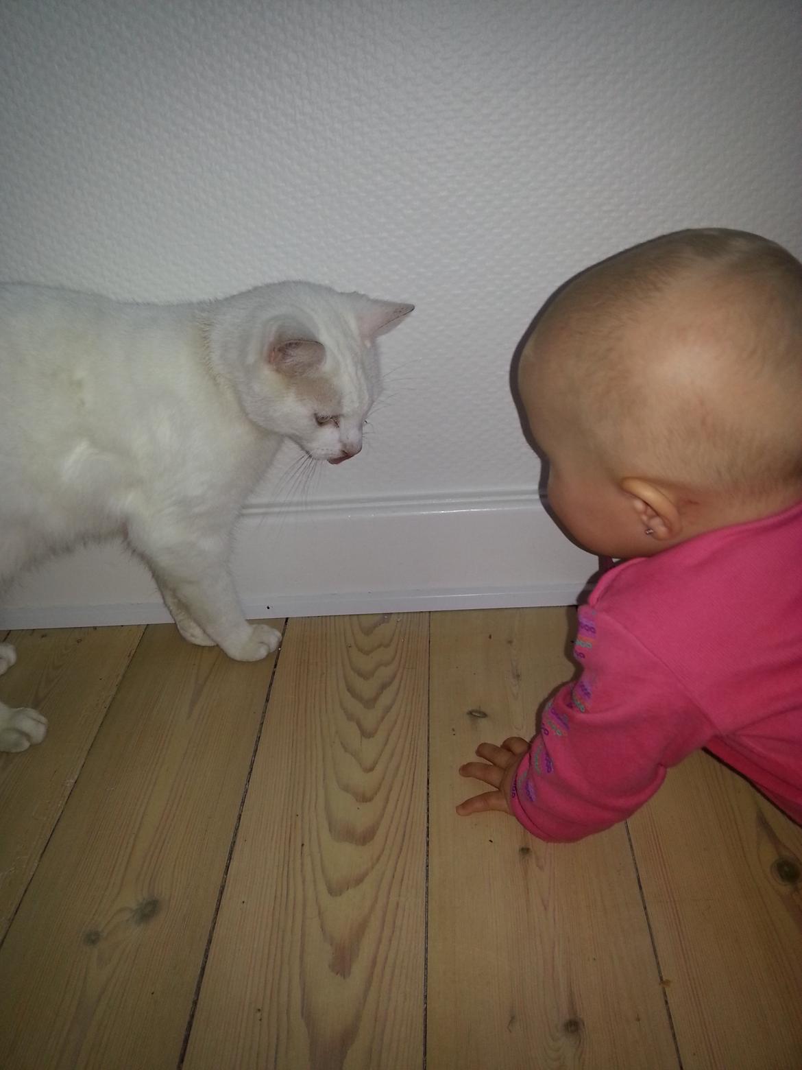 Huskat Milo billede 20