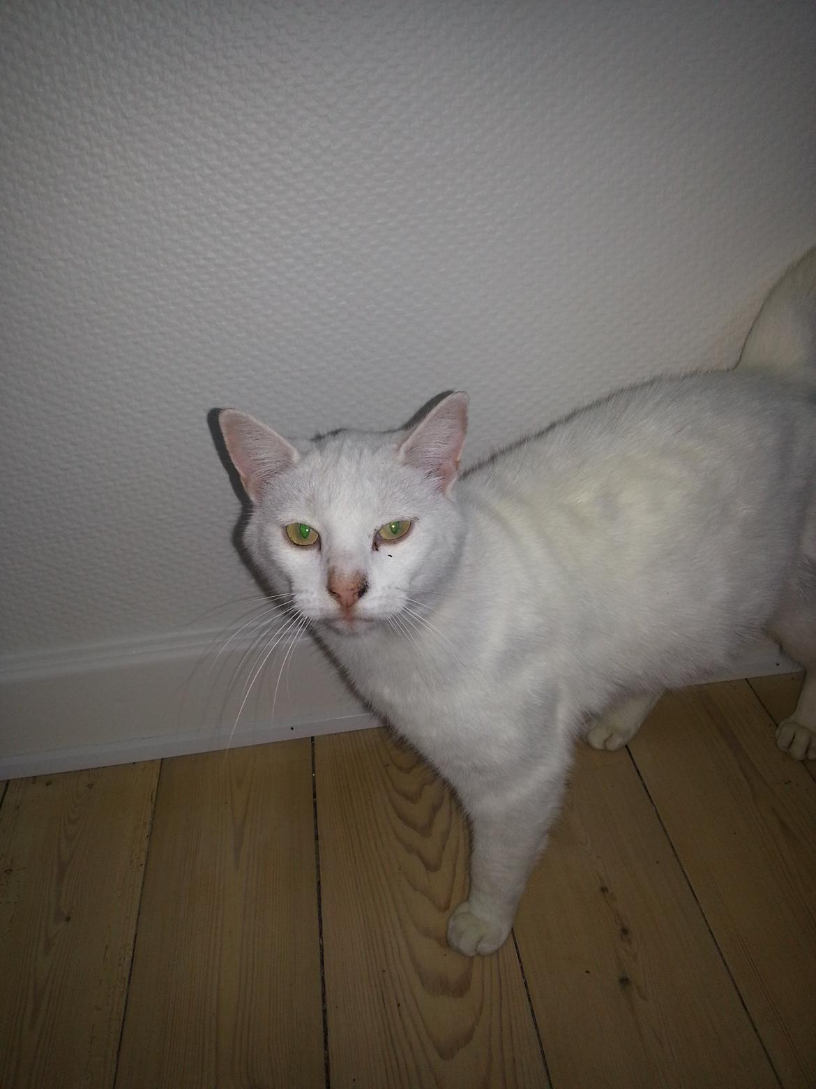 Huskat Milo - Har du MAD?? billede 18