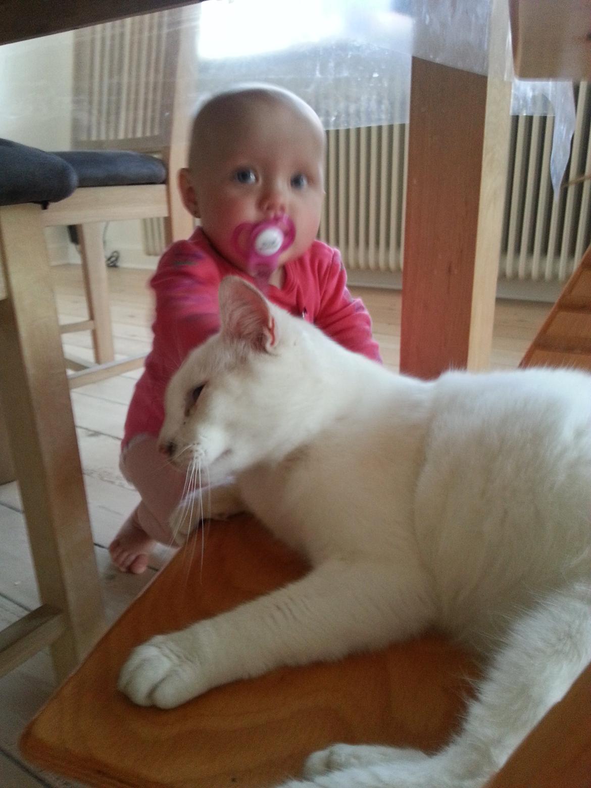 Huskat Milo billede 22