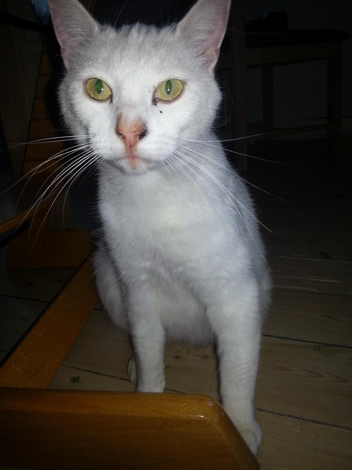 Huskat Milo billede 23