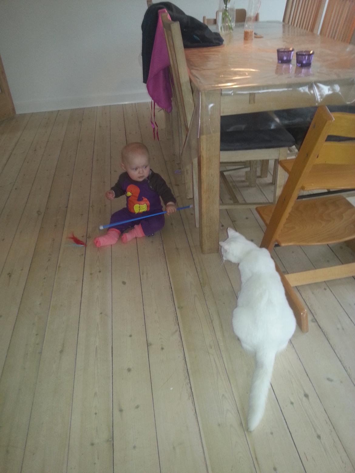 Huskat Milo billede 24