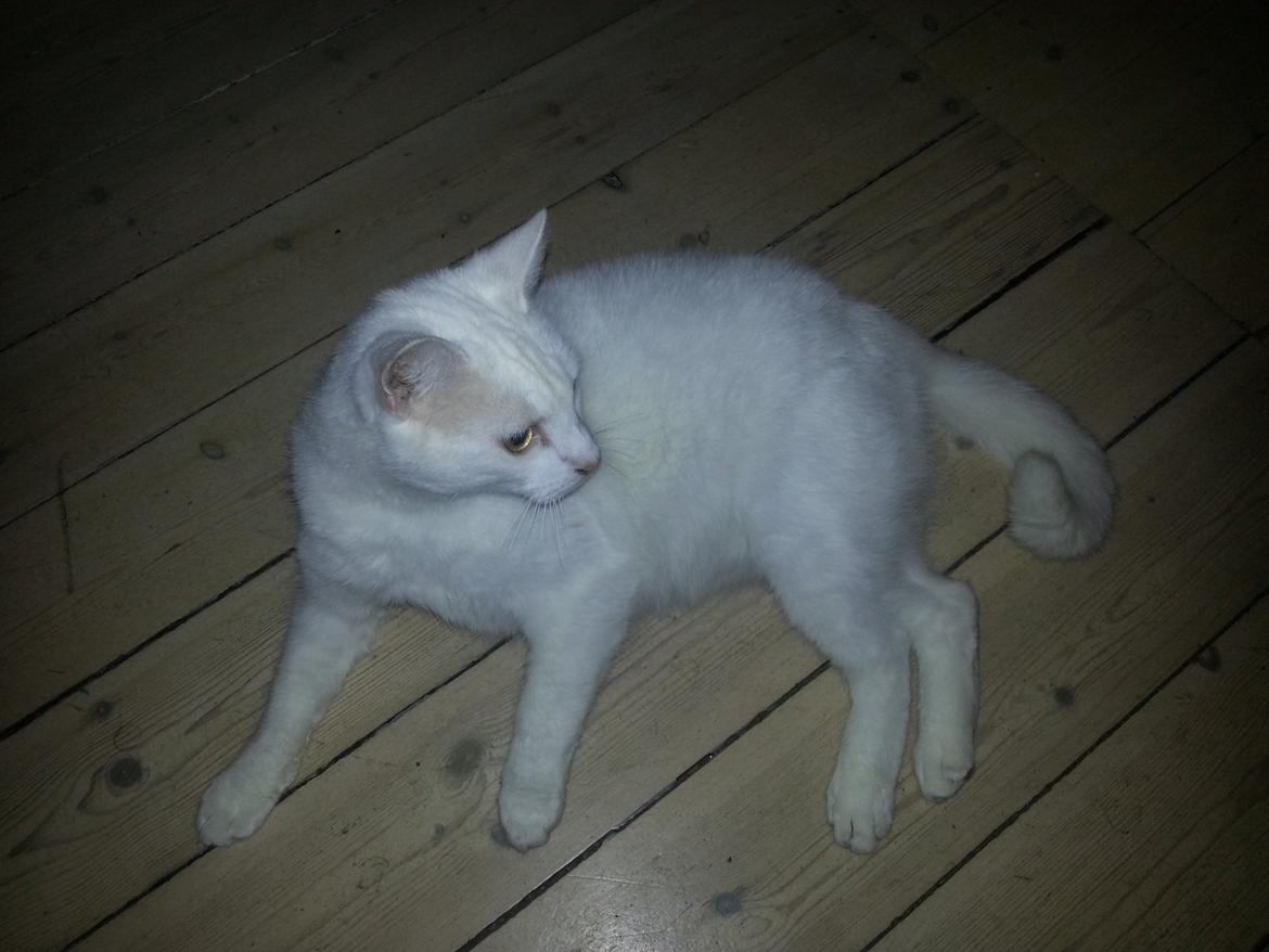 Huskat Milo billede 25