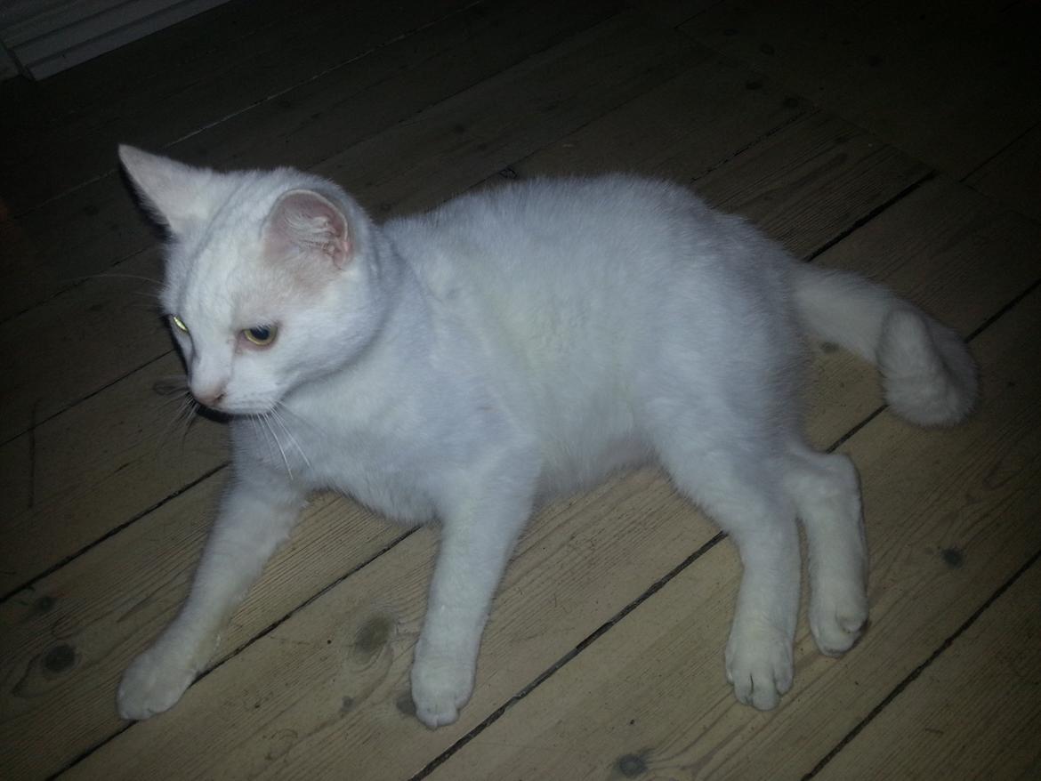 Huskat Milo billede 26